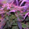 заказать семена конопли курьером Critical Sensi Star feminised заказать семена конопли курьером Critical Sensi Star feminised