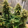 Семена марихуаны  Auto Altay feminised Bang Seeds Семена марихуаны  Auto Altay feminised Bang Seeds