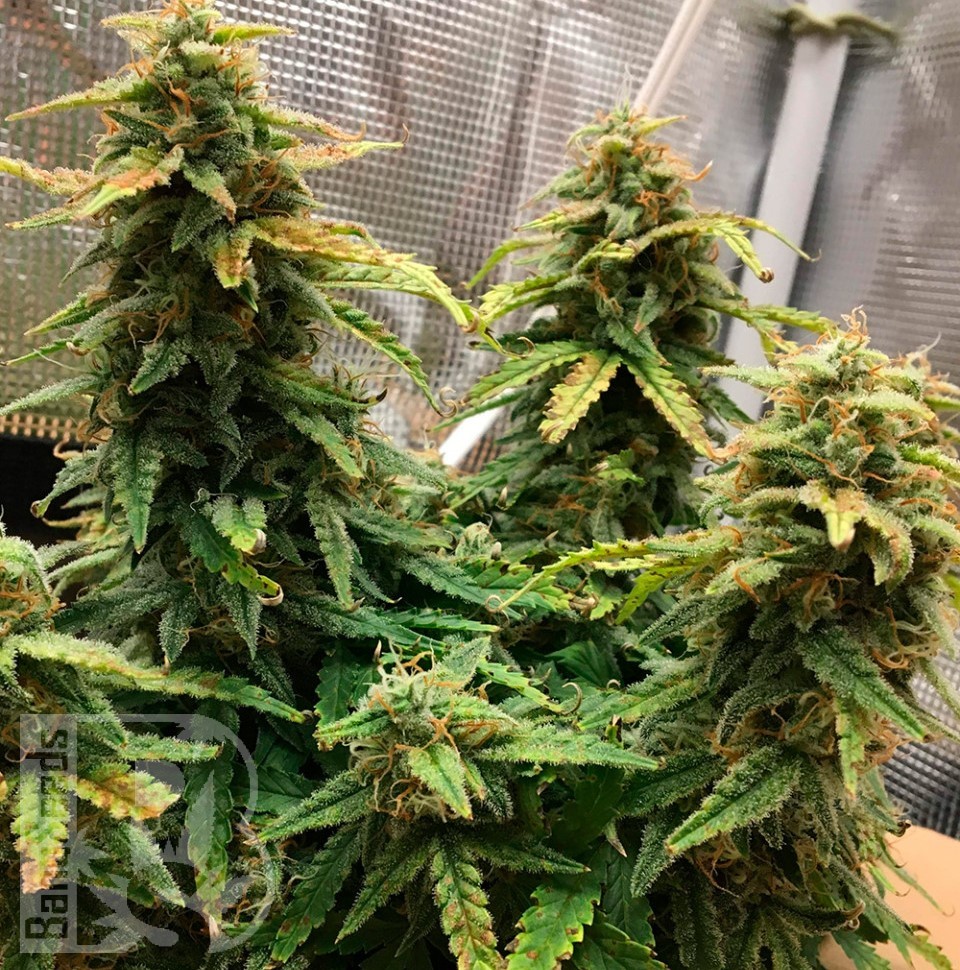 Семена марихуаны  Auto Altay feminised Bang Seeds Семена марихуаны  Auto Altay feminised Bang Seeds
