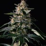 Семена марихуаны  Auto Altay feminised Bang Seeds Семена марихуаны  Auto Altay feminised Bang Seeds