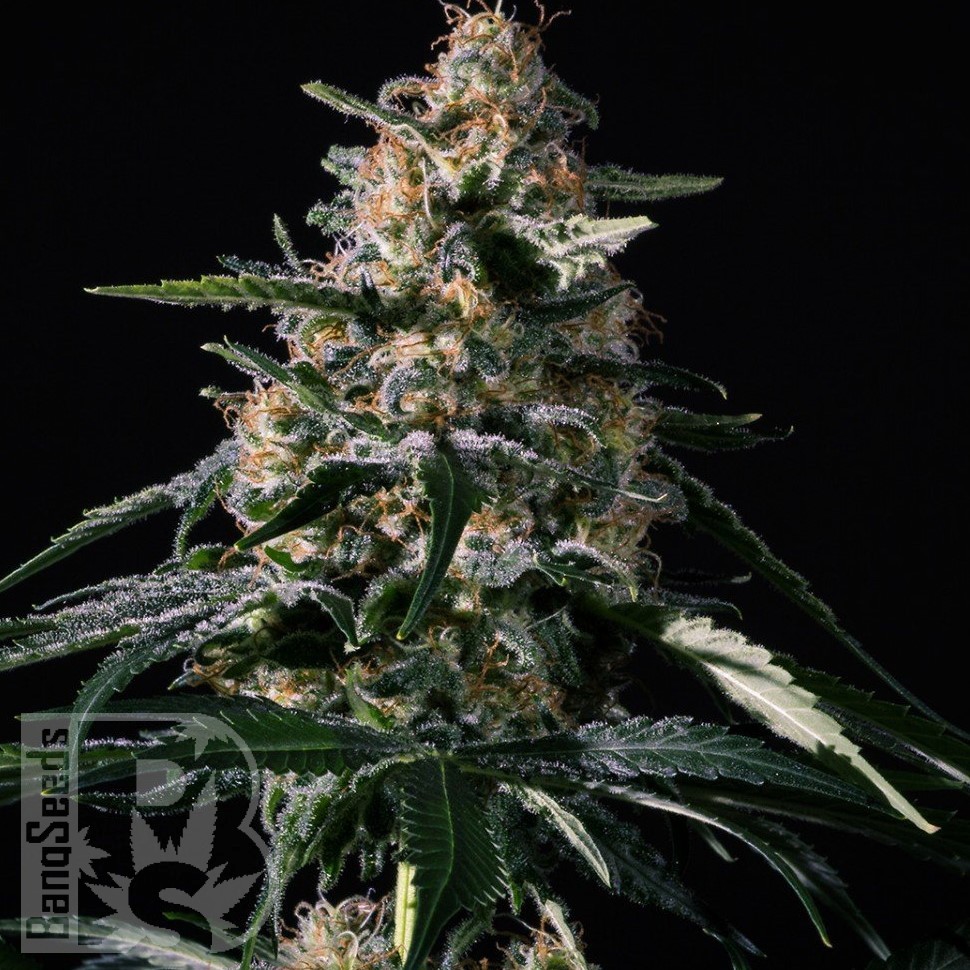 Семена марихуаны  Auto Altay feminised Bang Seeds Семена марихуаны  Auto Altay feminised Bang Seeds
