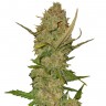 Семена  Karasora feminised Bang Seeds Семена  Karasora feminised Bang Seeds
