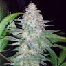 Семена  Karasora feminised Bang Seeds Семена  Karasora feminised Bang Seeds