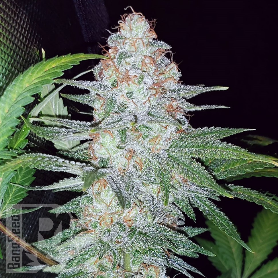 Семена  Karasora feminised Bang Seeds Семена  Karasora feminised Bang Seeds