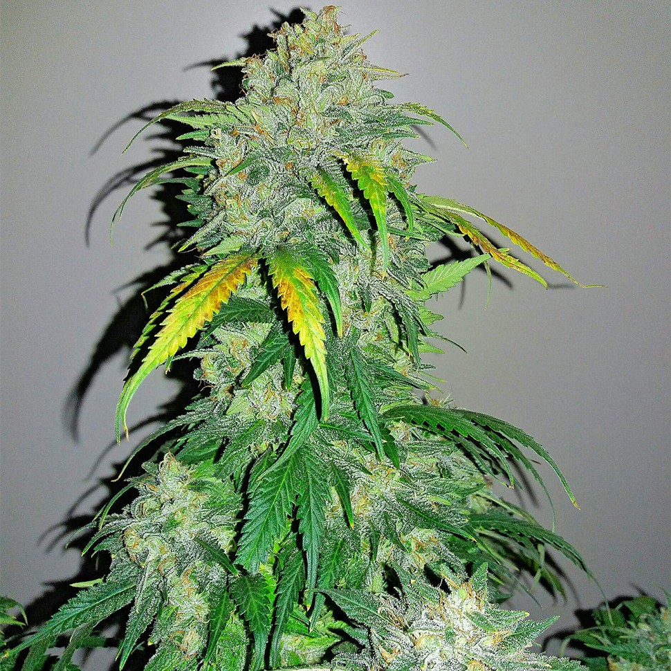 Семена каннабиса Auto Bubba Kush feminised Ganja Seeds Семена каннабиса Auto Bubba Kush feminised Ganja Seeds