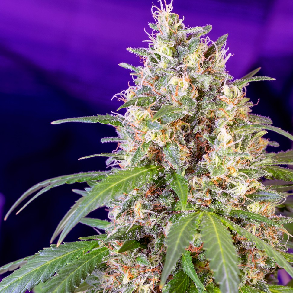 Семена марихуаны  Auto Crystal Candy feminised Ganja Seeds