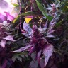 Семена Auto Himalaya Blue Diesel feminised Ganja Seeds Семена Auto Himalaya Blue Diesel feminised Ganja Seeds