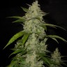 Семена конопли  Auto Himalaya Blue Diesel feminised Ganja Seeds Семена конопли  Auto Himalaya Blue Diesel feminised Ganja Seeds