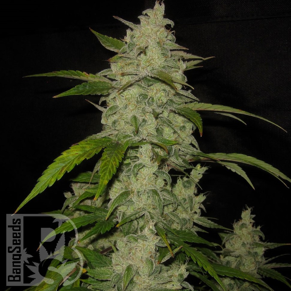 Семена конопли  Auto Himalaya Blue Diesel feminised Ganja Seeds Семена конопли  Auto Himalaya Blue Diesel feminised Ganja Seeds