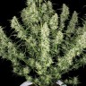 Семена конопли  Auto Himalaya Blue Diesel feminised Ganja Seeds Семена конопли  Auto Himalaya Blue Diesel feminised Ganja Seeds