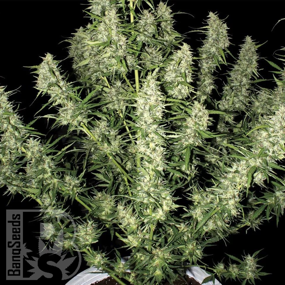 Семена конопли  Auto Himalaya Blue Diesel feminised Ganja Seeds Семена конопли  Auto Himalaya Blue Diesel feminised Ganja Seeds