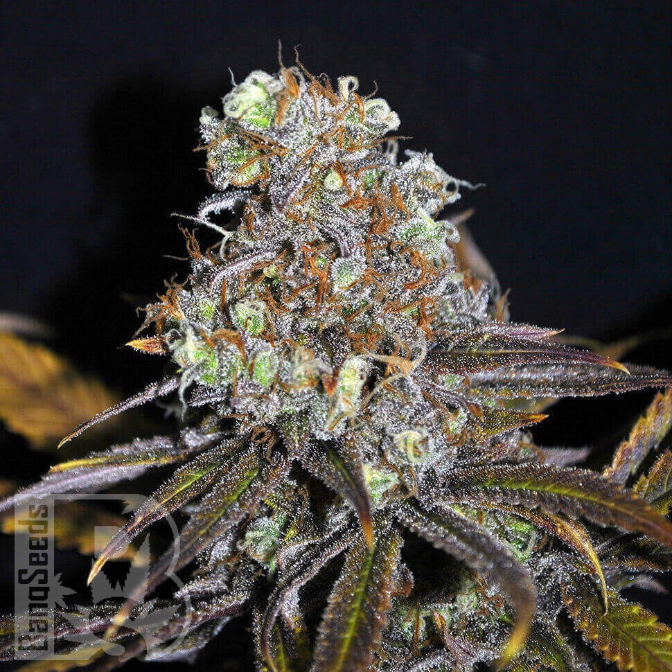 Ganesh feminised Ganja Seeds Ganesh feminised Ganja Seeds