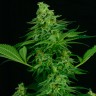 Семена каннабиса  Critical CBG feminised Ganja Seeds Семена каннабиса  Critical CBG feminised Ganja Seeds