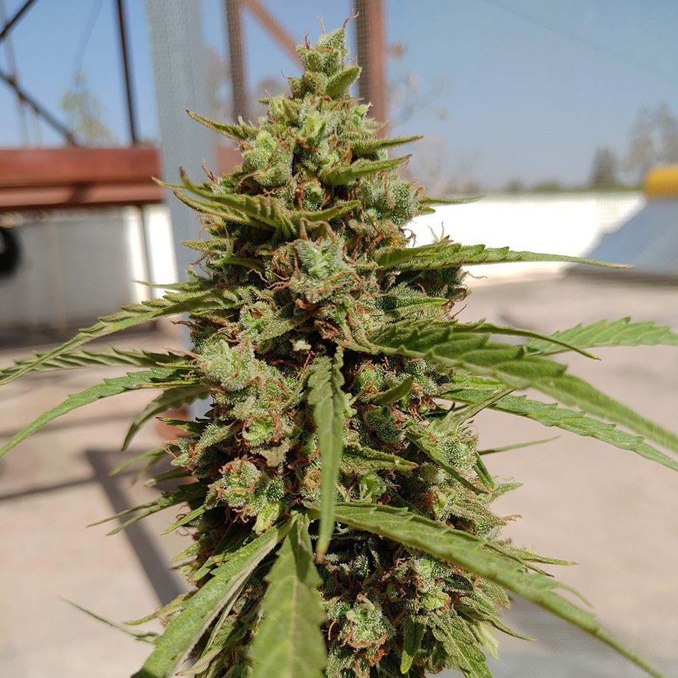 Семена каннабиса  Auto Lennon regular Ganja Seeds