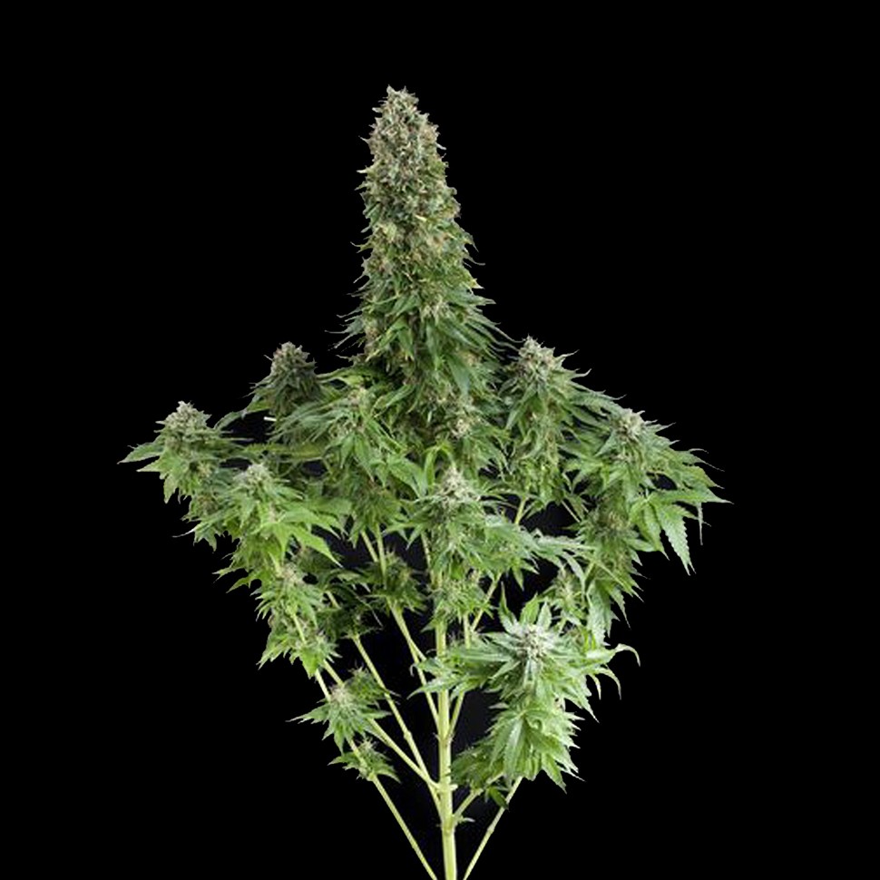 Семена ганжа  White Siberian feminised Ganja Seeds