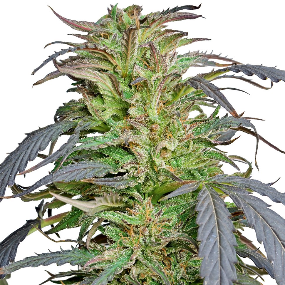 Семена  Critical Super Silver Haze feminised Ganja Seeds