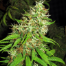 Семена  Critical Super Silver Haze feminised Ganja Seeds Семена  Critical Super Silver Haze feminised Ganja Seeds