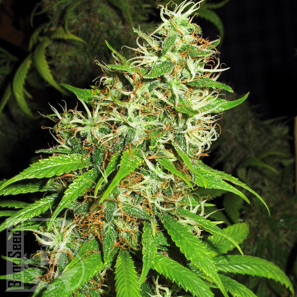Семена  Critical Super Silver Haze feminised Ganja Seeds Семена  Critical Super Silver Haze feminised Ganja Seeds