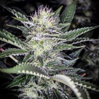 Auto Atameken feminised Bang Seeds