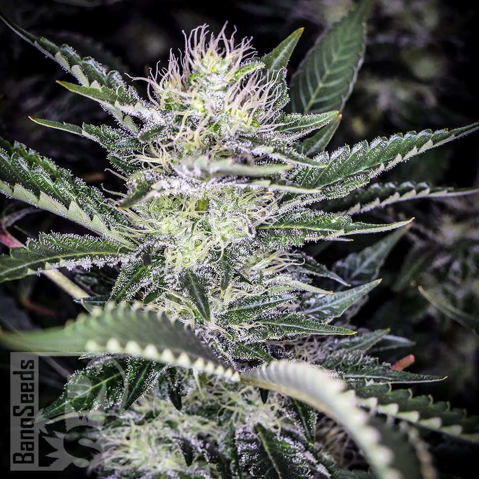 Семена марихуаны  Auto Atameken feminised Bang Seeds