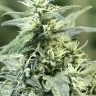 Семена марихуаны  Auto Atameken feminised Bang Seeds Семена марихуаны  Auto Atameken feminised Bang Seeds