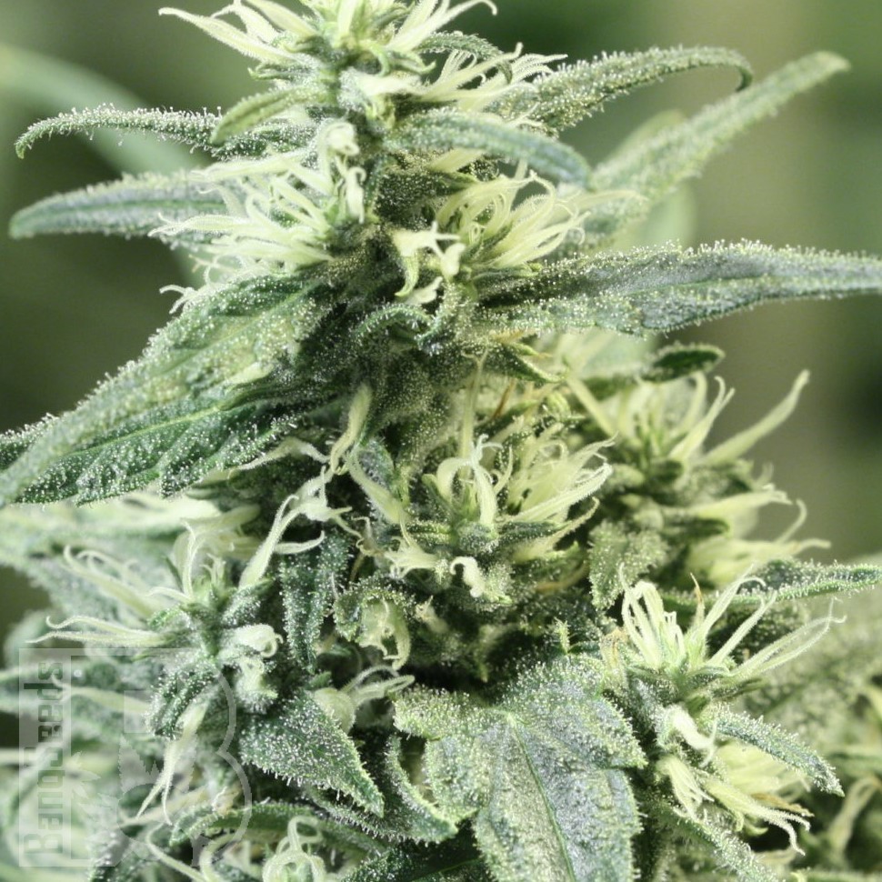 Семена марихуаны  Auto Atameken feminised Bang Seeds Семена марихуаны  Auto Atameken feminised Bang Seeds