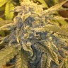 Семена марихуаны  Auto Atameken feminised Bang Seeds Семена марихуаны  Auto Atameken feminised Bang Seeds