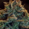 Семена марихуаны  Auto Atameken feminised Bang Seeds Семена марихуаны  Auto Atameken feminised Bang Seeds