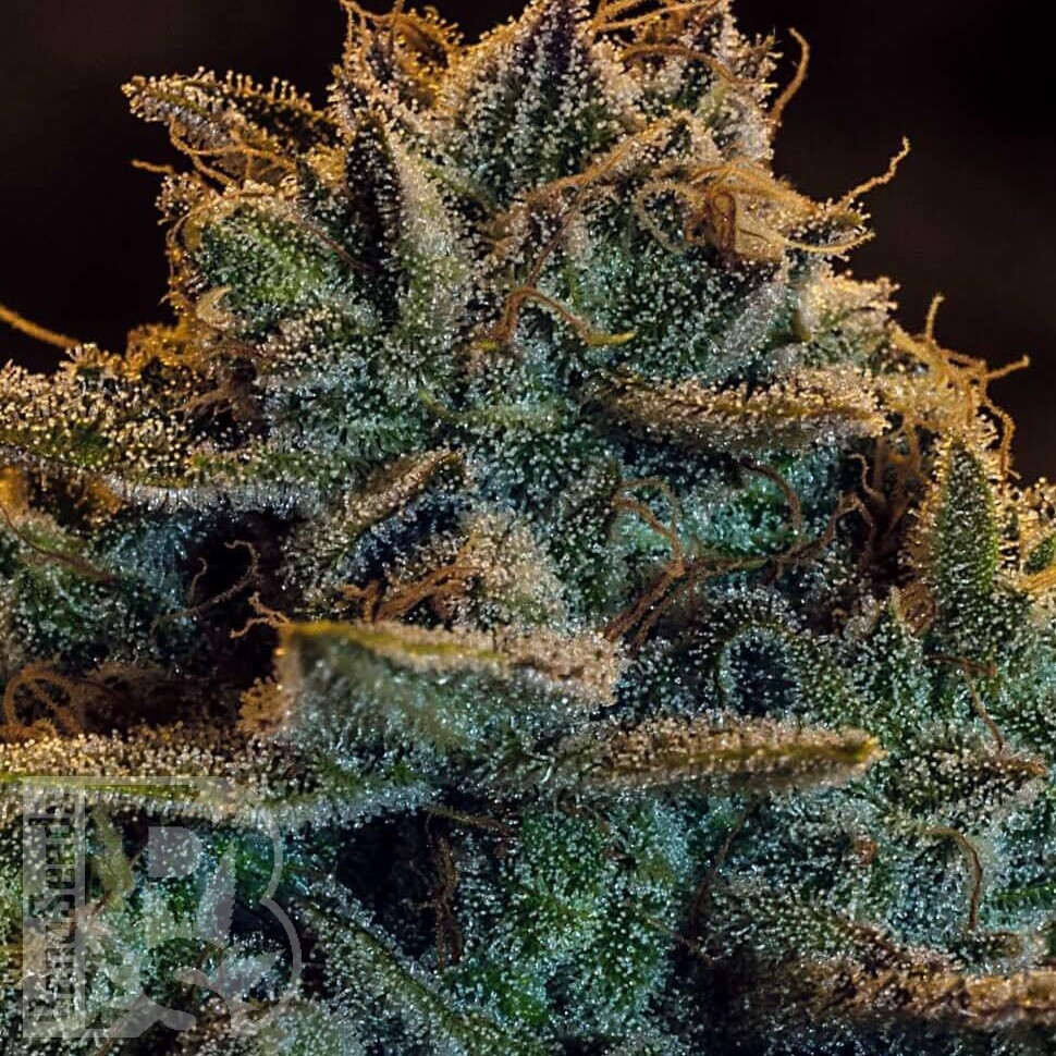 Семена марихуаны  Auto Atameken feminised Bang Seeds Семена марихуаны  Auto Atameken feminised Bang Seeds