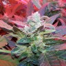 Семена конопли Auto Haze 2.0 feminised Ganja Seeds Семена конопли Auto Haze 2.0 feminised Ganja Seeds