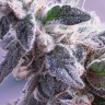 Himalaya Blue Diesel feminised Ganja Seeds Himalaya Blue Diesel feminised Ganja Seeds