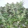 заказать семена конопли наложенным платежом White Widow feminised заказать семена конопли наложенным платежом White Widow feminised