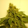 заказать семена конопли почтой White Widow feminised заказать семена конопли почтой White Widow feminised