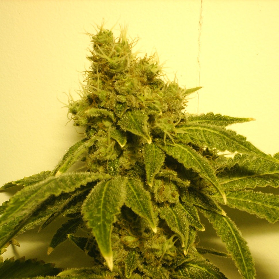 заказать семена конопли почтой White Widow feminised заказать семена конопли почтой White Widow feminised