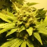 заказать на сайте семена конопли White Widow feminised заказать на сайте семена конопли White Widow feminised