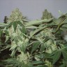 где можно заказать семена конопли White Widow feminised где можно заказать семена конопли White Widow feminised