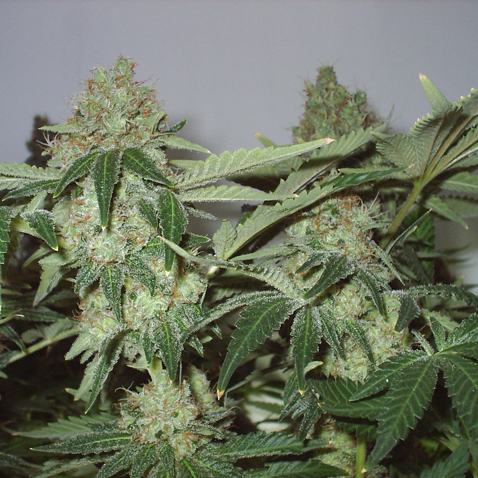 где можно заказать семена конопли White Widow feminised где можно заказать семена конопли White Widow feminised