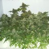 заказать хорошие семена конопли White Widow feminised заказать хорошие семена конопли White Widow feminised