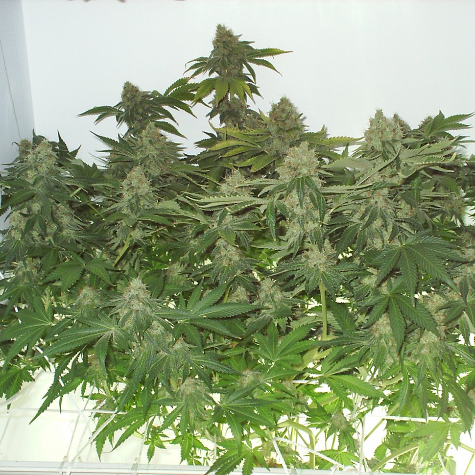заказать хорошие семена конопли White Widow feminised заказать хорошие семена конопли White Widow feminised