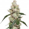 купить семена сортовой конопли White Widow feminised купить семена сортовой конопли White Widow feminised