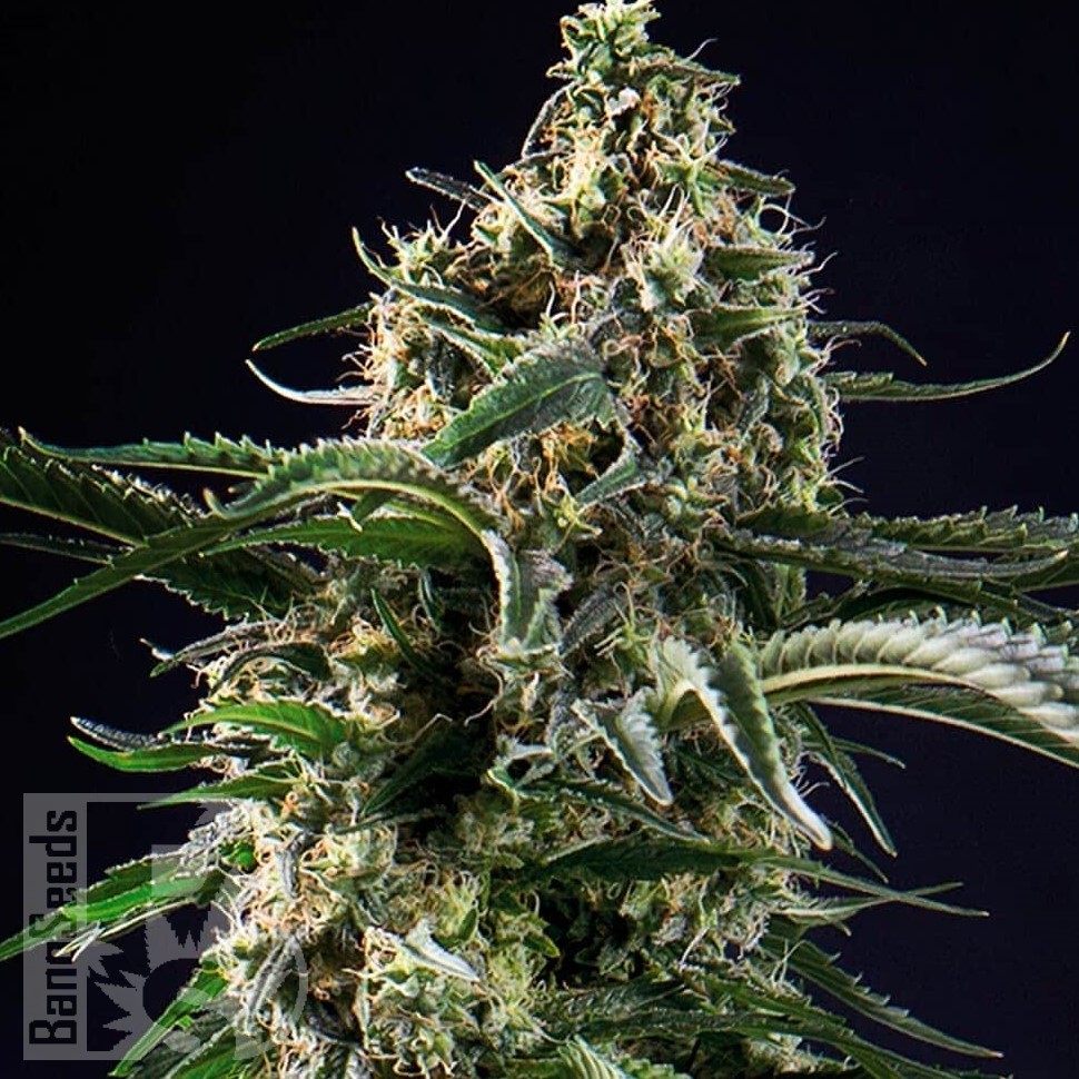 Семена  Thinker feminised Ganja Seeds Семена  Thinker feminised Ganja Seeds