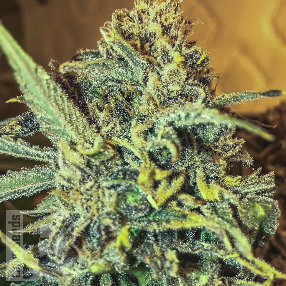 Семена  Thinker feminised Ganja Seeds Семена  Thinker feminised Ganja Seeds