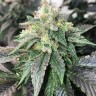 заказать семена конопли курьером Spaceman Skunk feminised заказать семена конопли курьером Spaceman Skunk feminised