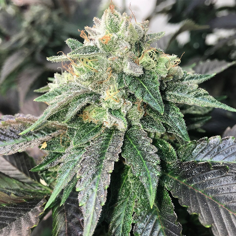 Семена каннабиса  Spaceman Skunk feminised Ganja Seeds
