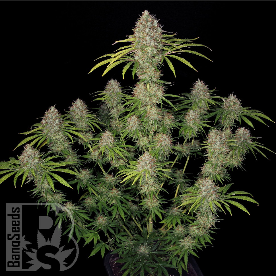 Семена каннабиса  Spaceman Skunk feminised Ganja Seeds Семена каннабиса  Spaceman Skunk feminised Ganja Seeds