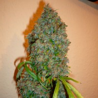 Auto Kali Mist feminised Ganja Seeds