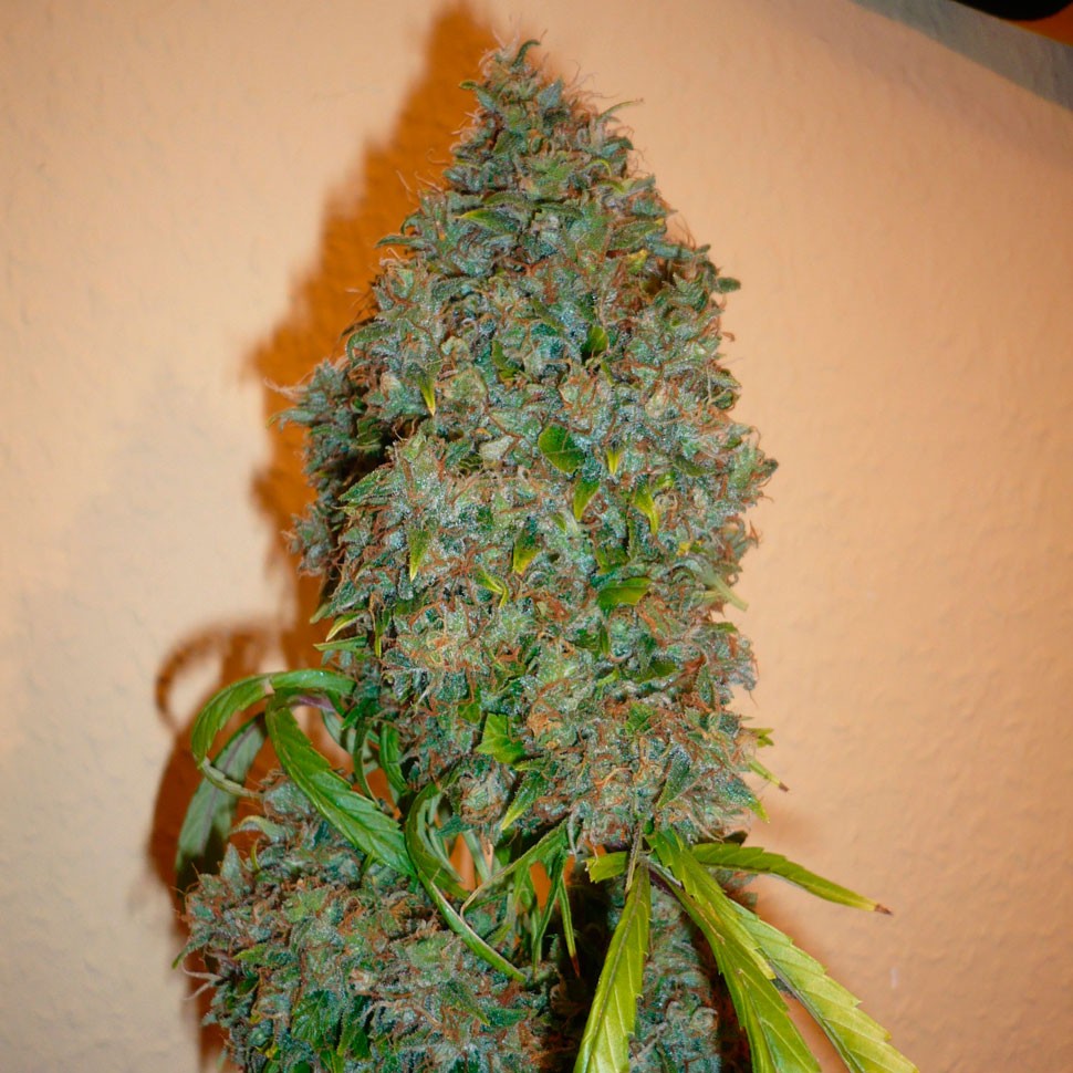 Семена  Auto Kali Mist feminised Ganja Seeds