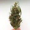 купить семена конопли в оригинальных упаковках Auto Kali Mist feminised купить семена конопли в оригинальных упаковках Auto Kali Mist feminised