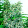 купить семена конопли  феминизированные Auto Kali Mist feminised купить семена конопли  феминизированные Auto Kali Mist feminised