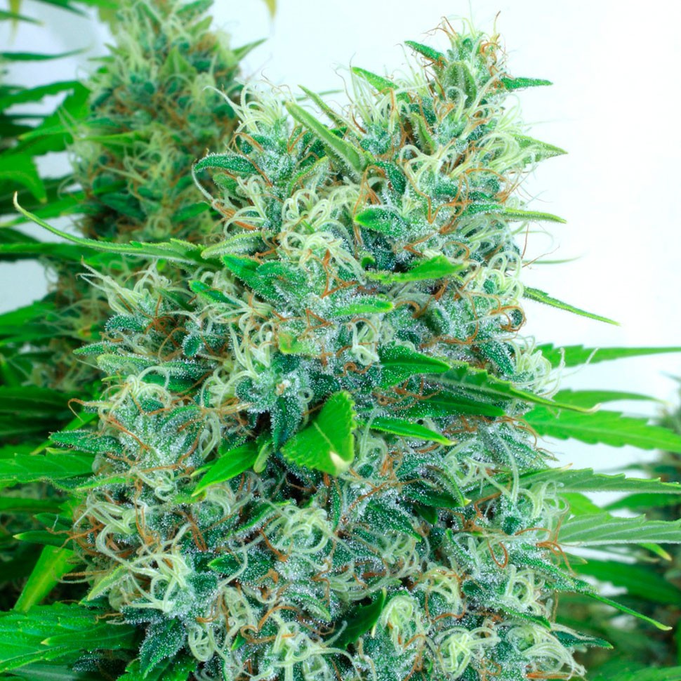 купить семена конопли  феминизированные Auto Kali Mist feminised купить семена конопли  феминизированные Auto Kali Mist feminised